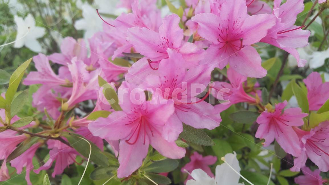 철쭉,꽃,분홍,색,flower,자연,식물,봄,계절,azalea