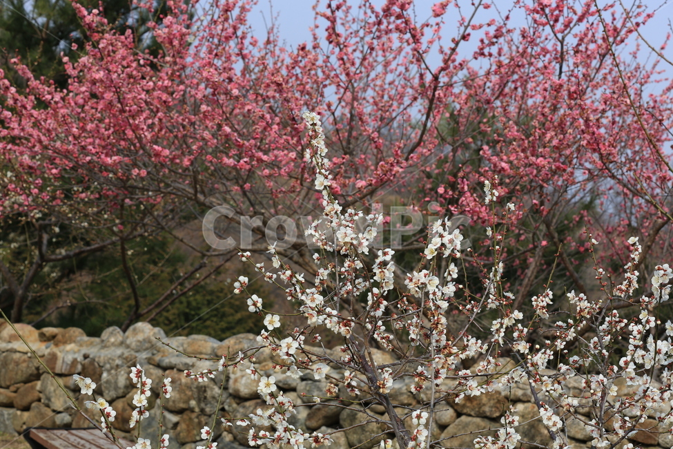 꽃,매화,식물,자연,홍매화,봄,봄,계절,spring,season,식물,자연,plants,nature,꽃,flower,plant,blossom