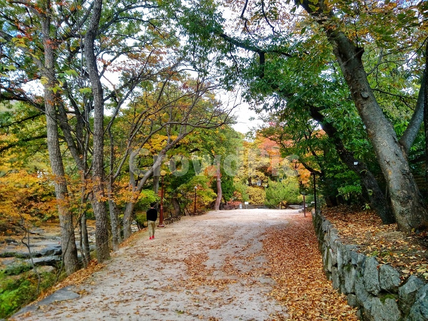 나무,가을산책,옥산서원,단풍,tree,plant,가을,계절,fall,autumn,season,자연,풍경,nature,landscape,식물,tree trunk,나무 줄기,dirt road,흙길,gravel,자갈,road,도로