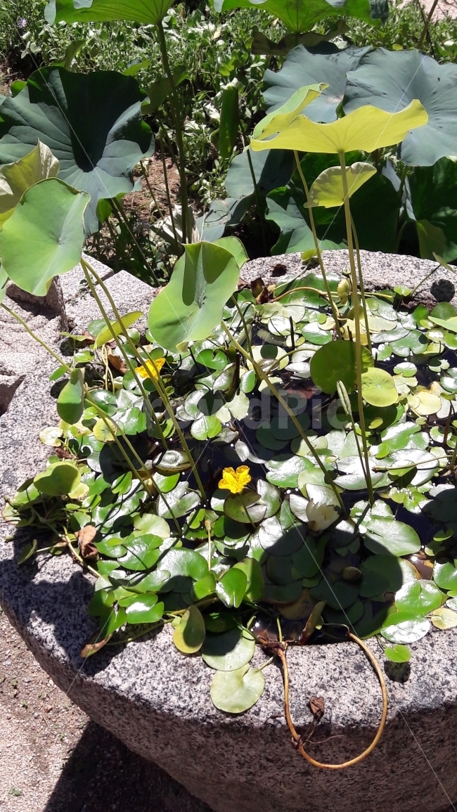 연잎,꽃,노랑,여름,초록,식물,자연,plants,nature