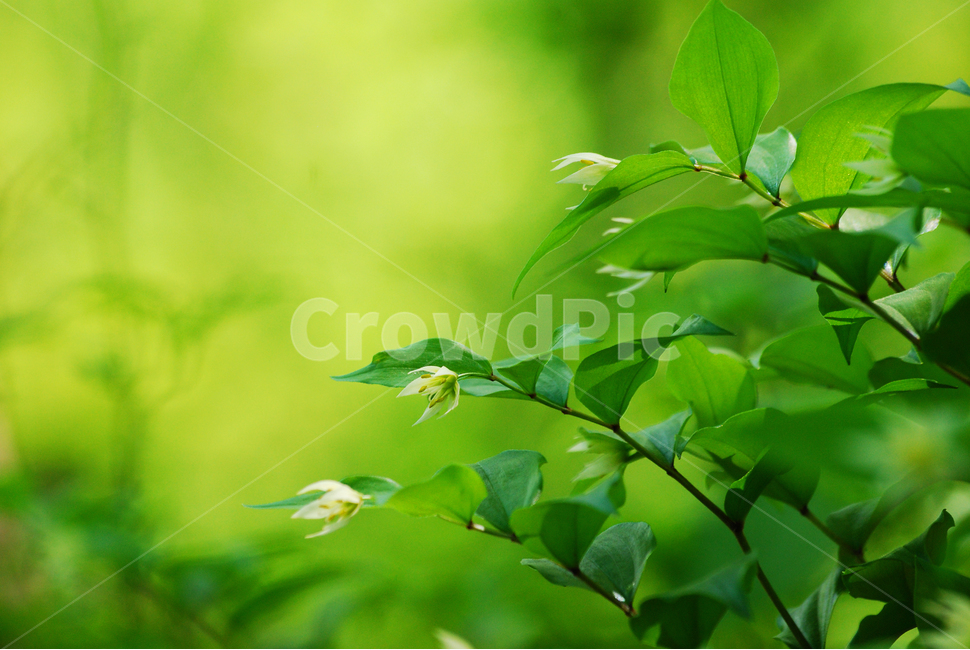 봄꽃,봄이미지,우리꽃,애기나리,야생화,토종,뷰티풀,flowers,beautiful,green,spring,산에피는꽃,식물,꽃,초본,감성,필,느낌,분위기,색감,그린,초록,싱그러운,봄,계절,spring,season,식물,자연,plants,nature,꽃,flower,plant,leaf,잎