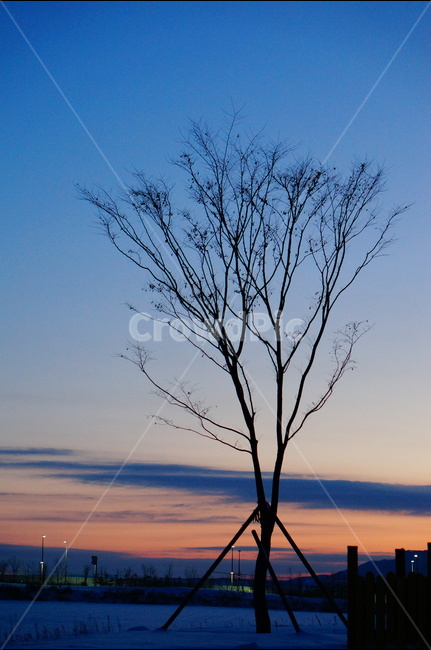 일몰,나무,구름,해,겨울,풍경,겨울,계절,winter,season,식물,자연,plants,nature,나무,trees,wood