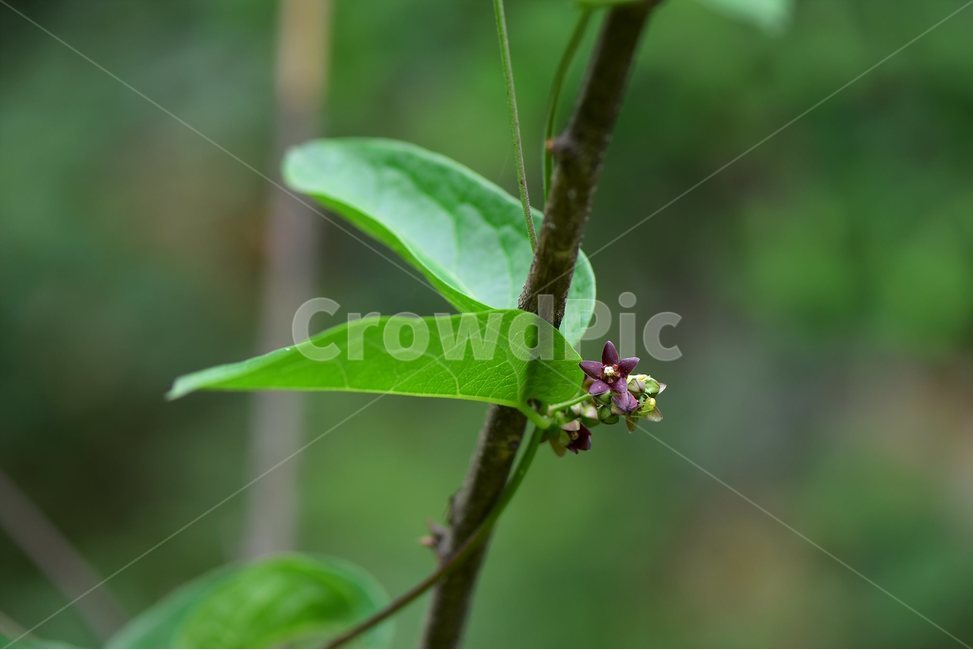덩굴박주가리,야생화,꽃,식물,자연,생태,플라워,flower,plants,nature,식물,자연,plants,nature,꽃,flower