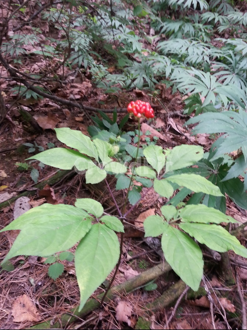 산삼,산삼꽃,심봤다,야생산삼,자연산산삼,약용식물,식물,자연,plants,nature,과일,열매,fruit