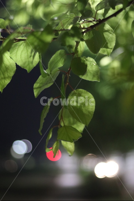 야경,잎,나무,푸르름,봄,밤,불,야경,밤,풍경,nightscape,night,landscape,식물,자연,plants,nature,plant,leaf
