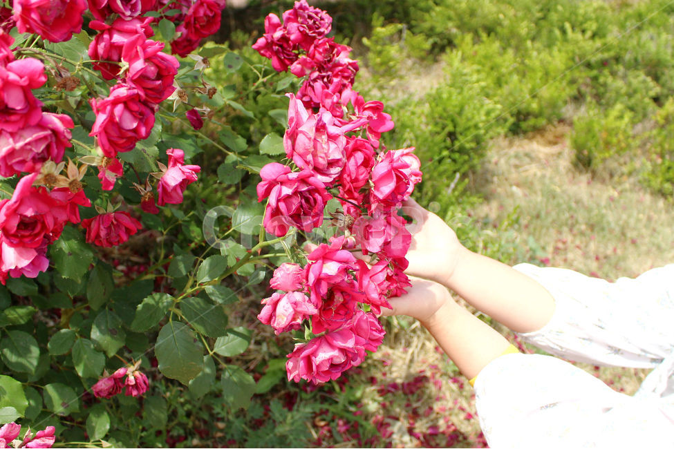 감성사진,자연,하늘,꽃,장미,색감,보정,flower,summer,nature,red,color,손,사람,식물,자연,plants,nature,꽃,flower,사람,인물,인간,human,person,신체일부,몸,body