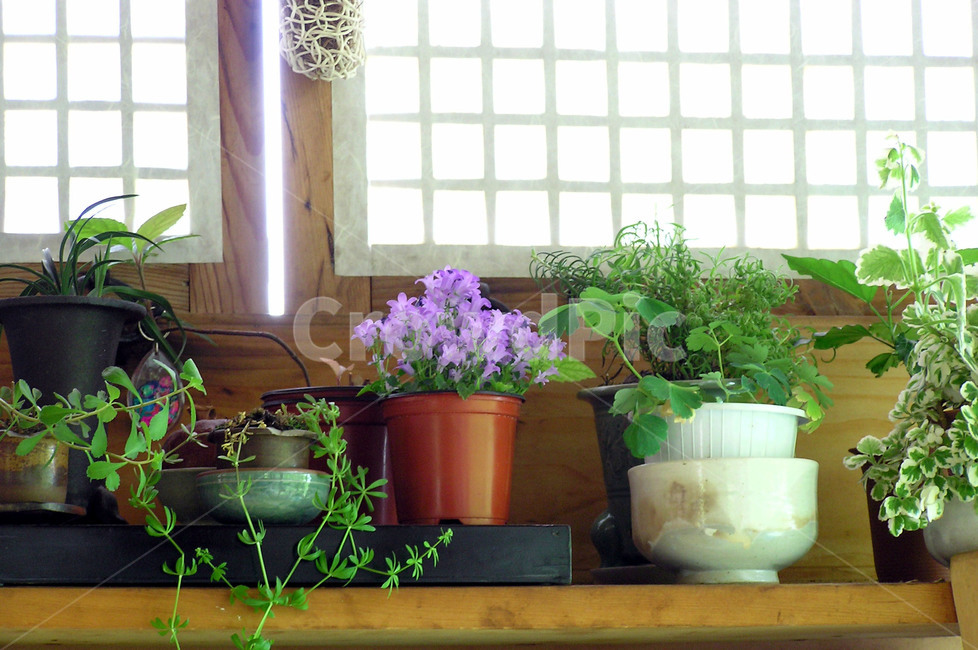 전통,사찰,식물,창호문,격자무늬,식물,자연,plants,nature,실내용화초,화분,화초,house plant
