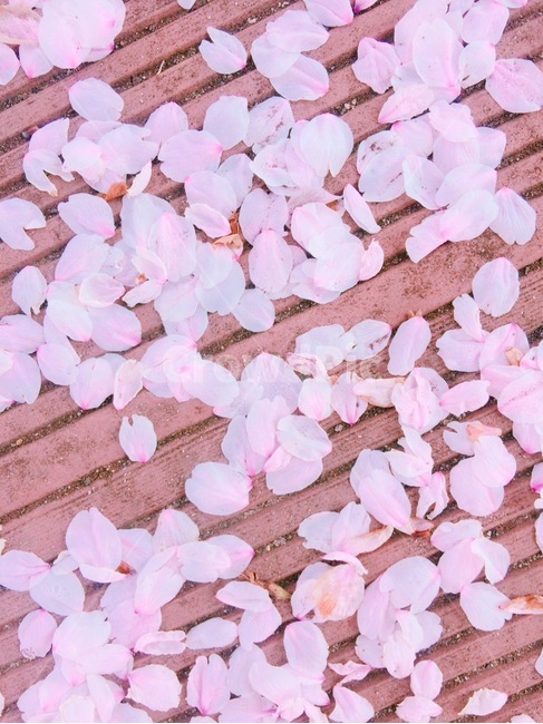 꽃,벚꽃,flower,cherryblossom,petal,봄,spring,springbreeze,breeze,wind,낙화,flowersfall,분홍색,핑크,pink,꽃잎,봄,계절,spring,season,꽃,flower,plant,식물,blossom
