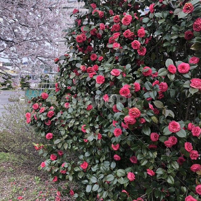 장미,봄,벚꽃,동백꽃,flower,감성
