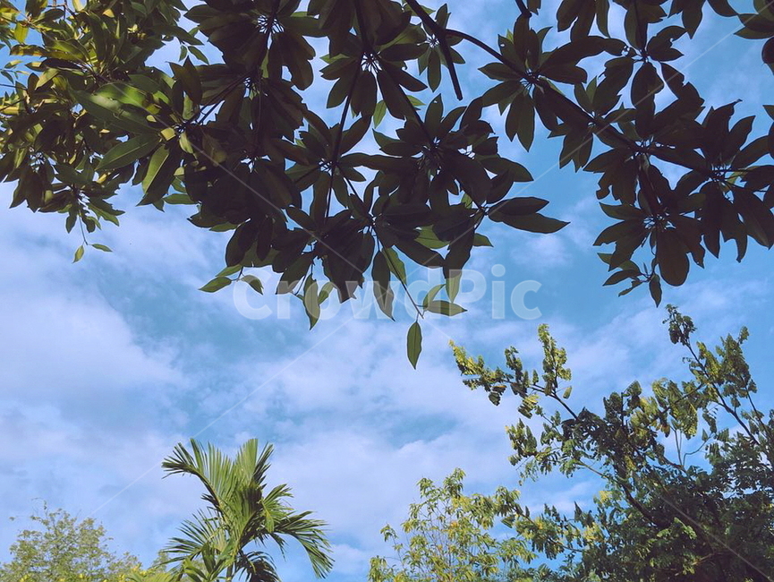하늘,나무,여름,sky,tree,싱그러운,풍경,감성,자연,계절