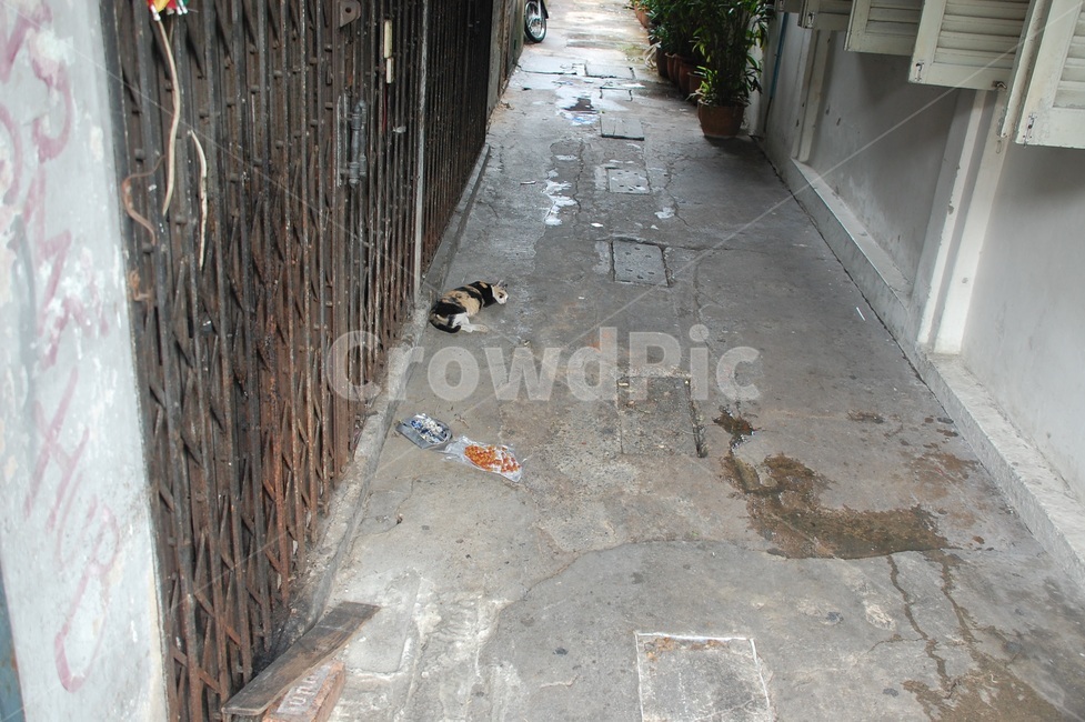 골목,외국,태국,고양이,동물,길거리,골목길,alley,동물,animal,포유류,mammal,고양이,cat,kitten,kitty,flagstone,판석