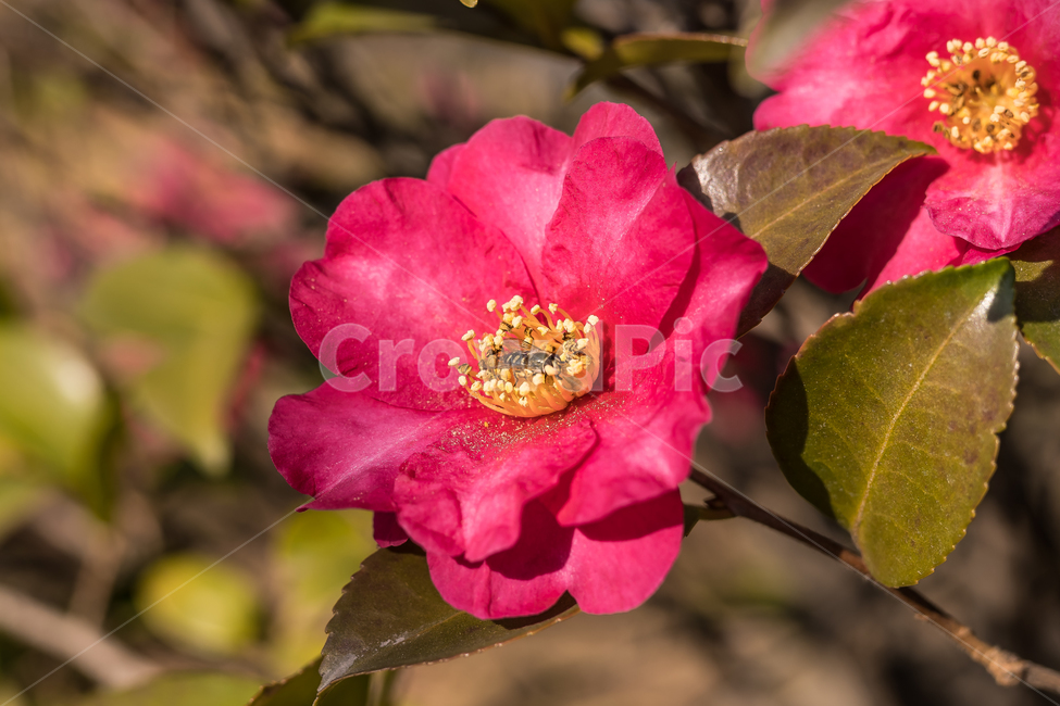 동백꽃,꽃,꿀벌,곤충,식물,자연,flower,식물,자연,plants,nature,꽃,flower,동물,animal,곤충,벌레,insect,bug