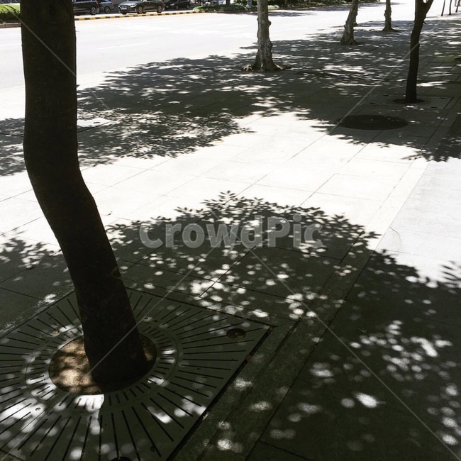 그림자,나뭇잎,가로수,나무,자연,식물,자연,plants,nature,나무,trees,wood,실루엣,그림자,silhouette,shadow