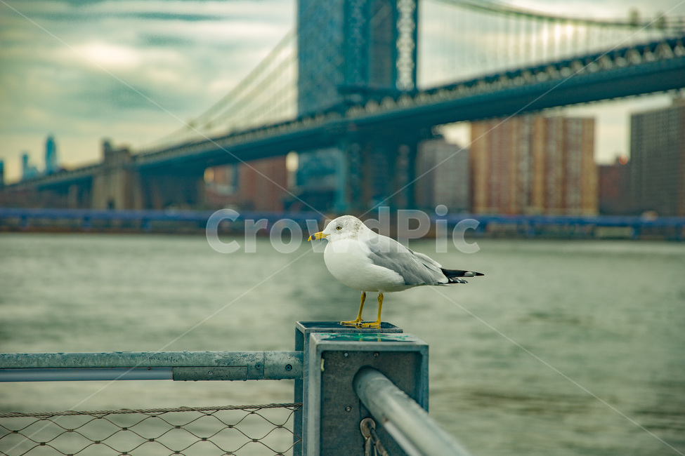 america,american,bird,bridge,brooklyn,building,city,cityscape,downtown,gull,landmark,manhattan,newyork,ny,nyc,river,seagull,tourism,urban,usa,water,미국,뉴욕,다리,대교,브릿지,새,도시,흐림,강,동물,animal,조류,새,birds