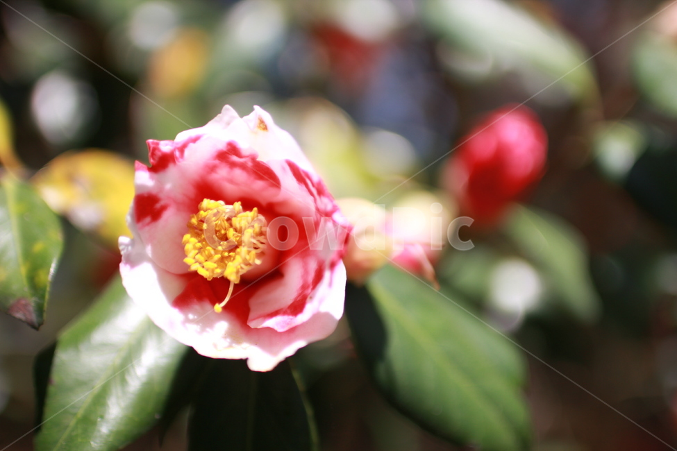 꽃,봄,꽃잎,flower,동백꽃,동백,식물,자연,화단,수목원,garden