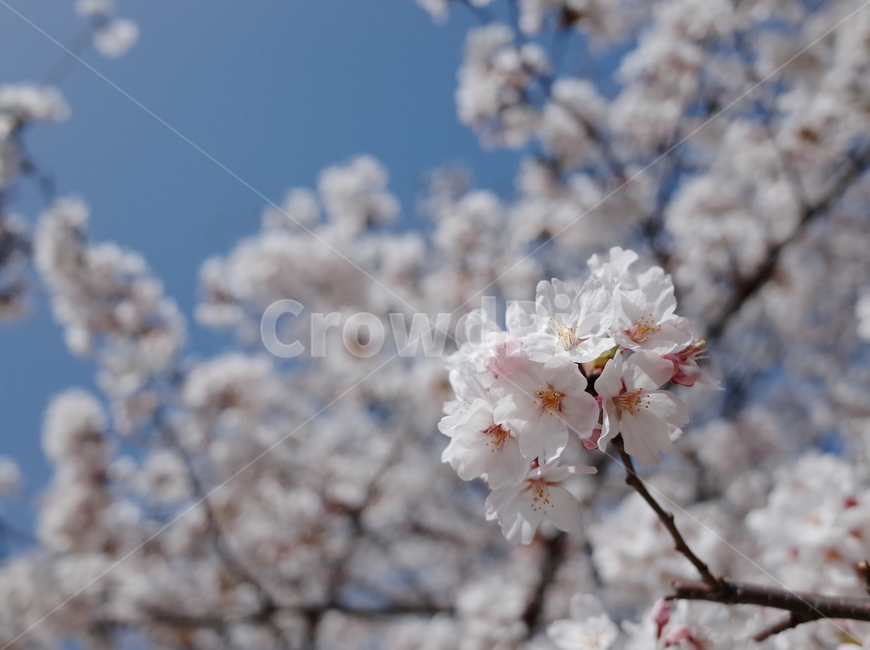 봄,벚꽃,꽃,봄꽃,하늘,나무,꽃나무,벚꽃나무,식물,계절,spring,flower,season,봄,계절,spring,season,식물,자연,plants,nature,꽃,flower,plant,blossom