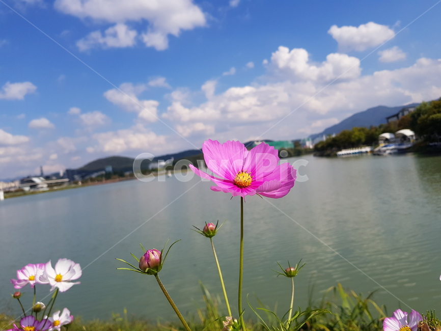 코스모스,꽃,가을,감성사진,식물,자연,nature,가을풍경