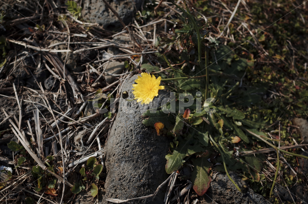 꽃,blossom,flower,노란꽃,노란,yellow,들꽃,leaf,잎,plant,식물,민들레