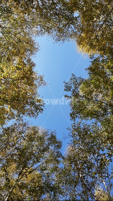 가을풍경,단풍,산행,나무,하늘,숲,풍경,자연,tree