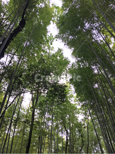 대나무,대나무숲,자연,풍경,봄,초록색,bamboo,forest,tree,nature,landscape