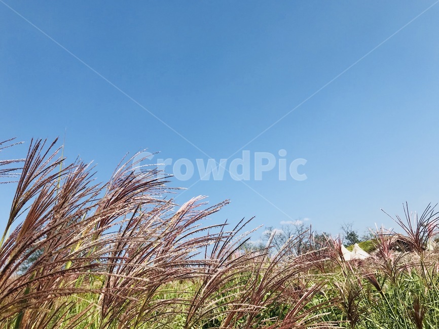 갈대,하늘,식물,blue,plant,가을,계절,fall,autumn,season,grass,잔디