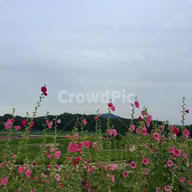 무궁화,자연,nature,들,field,꽃,flower