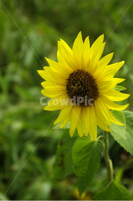 해바라기,꽃,flower,식물,plant,식물,자연,plants,nature,꽃,flower