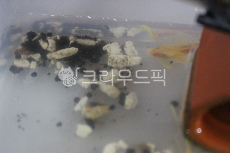 안시,수족관,안시롱핀,안시숏핀,구피,구피유어,수초,물생활,열대어,물고기,안시숏핀유어,안시롱핀유어