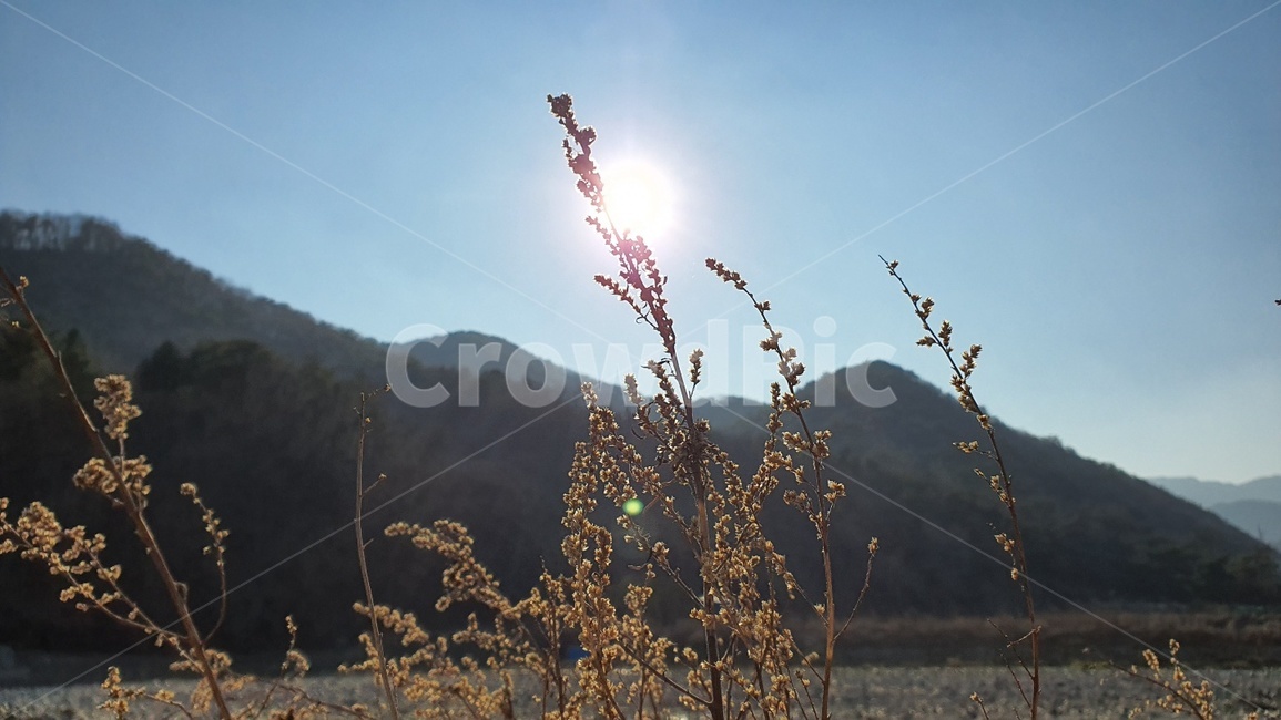 light,빛,flare,플레어,햇빛,해,산,풀,개풀,감성,하늘
