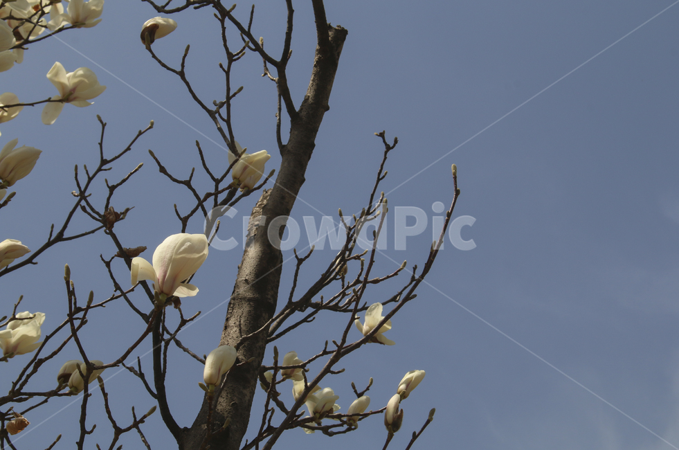 plant,식물,flower,blossom,꽃,목련,백목련,흰꽃,하얀꽃,봄꽃,spring,봄,white,whiteflower