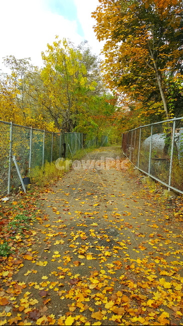 가을,단풍,낙엽,autumn,maple,fall,가을,계절,fall,autumn,season,plant,식물