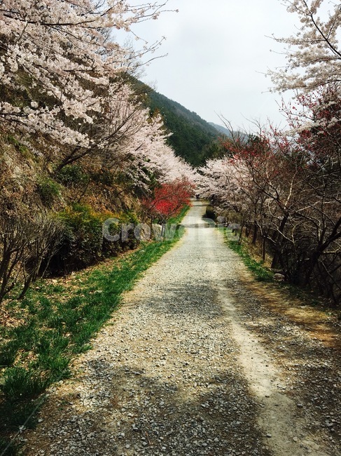 산,벚꽃,배경,봄,동네