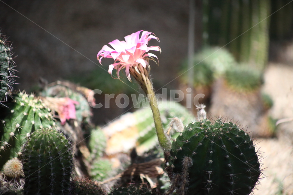 화성환선인장,꽃,선인장,온실,echinopsis