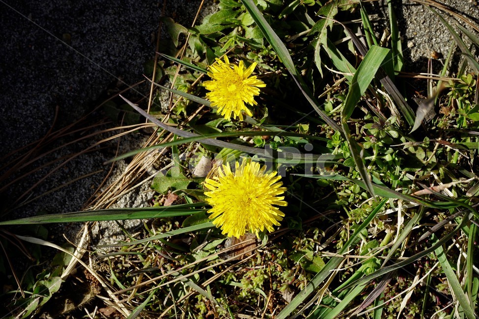 민들레,노랑,봄,꽃,계절,dandelion,spring,flower,bloom,yellow,life,생명,봄소식,식물,자연,plants,nature,꽃,flower