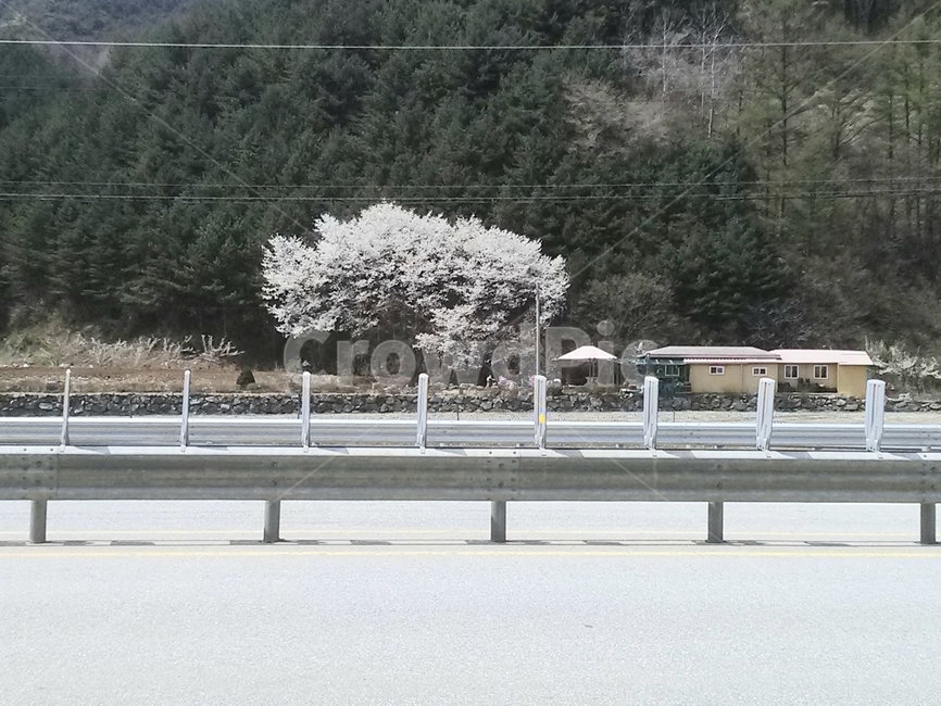 풍경,산,배경화면,벚꽃,나무