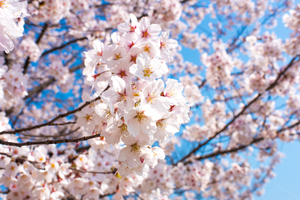 벚꽃,푸른하늘,맑은하늘,꽃,봄꽃,flower,sakura,근접벚꽃,클로즈업벚꽃