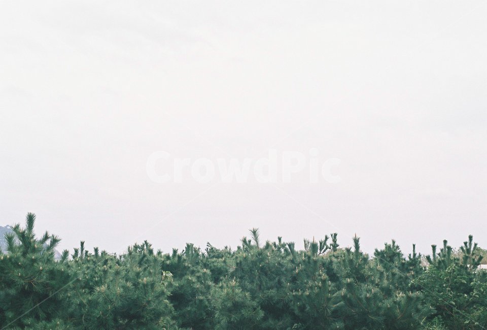 필름,감성,풀잎,나무,자연,초록빛,오후,하늘,맑은하늘,풀,잎,솔잎,tree,nature,sky,film,자연,풍경,nature,landscape