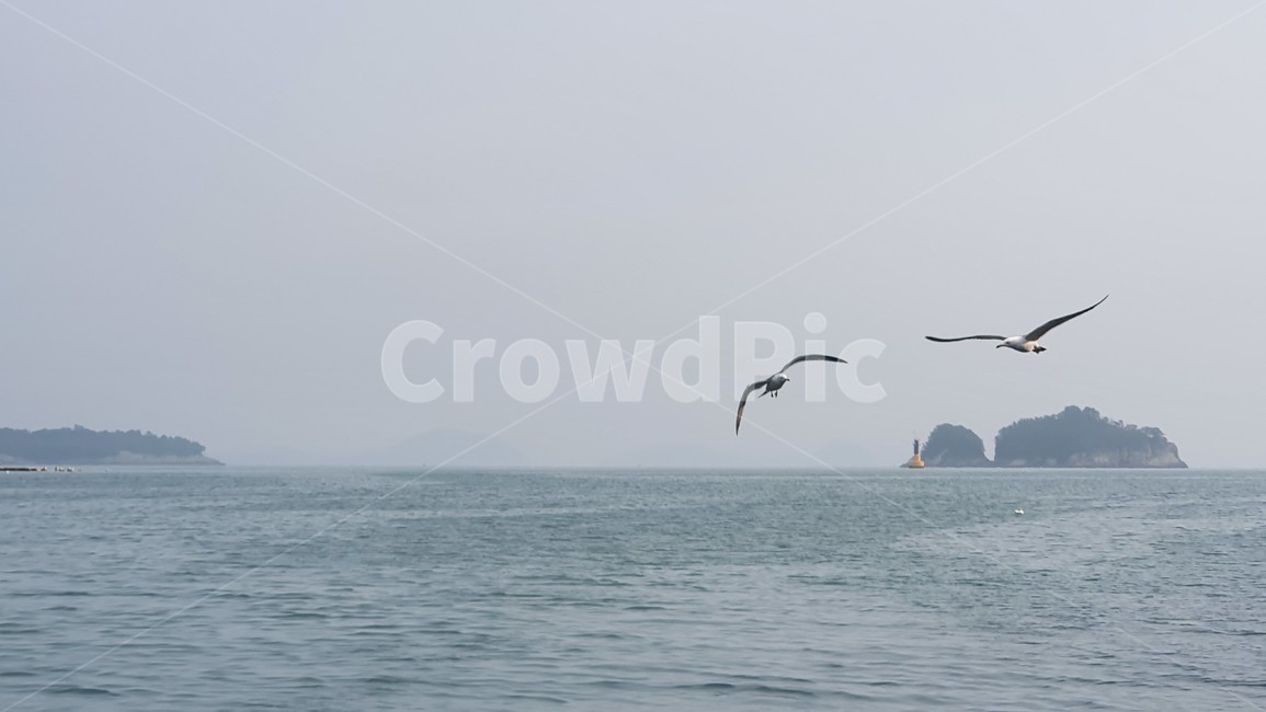 새,bird,바다,sea,섬,island,풍경,view,landscape,동물,animal,조류,새,birds