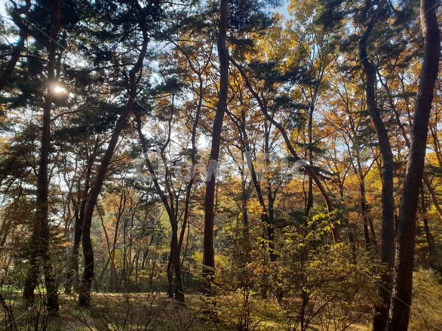 가을풍경,단풍,단풍놀이,가을감성,소나무,융릉,건릉,산책로,숲,나무,낙엽,가을,계절,fall,autumn,season,자연,풍경,nature,landscape,식물,plants,나무,trees,wood,tree,plant,tree trunk,나무 줄기