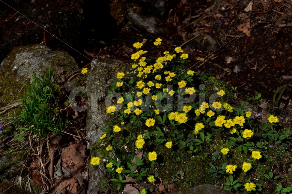금괭이눈,봄,야생화,꽃,청태산,강원도,봄꽃,고산야생화,감성,wildflower,산꽃,봄야생화,계곡,이끼,꽃말,골짜기의황금,변하기쉬운마음,식물,자연,식생,생태,범의귀과,괭이눈속,식물,자연,plants,nature,꽃,flower