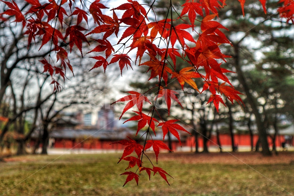 leaf,단풍,가을,maple,창경궁,가을,계절,fall,autumn,season,식물,자연,plants,nature,plant,잎,tree,나무