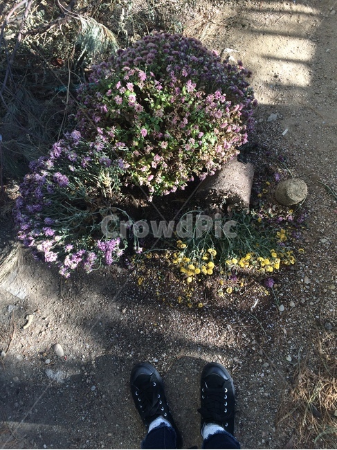 꽃,자연,식물,nature,flower