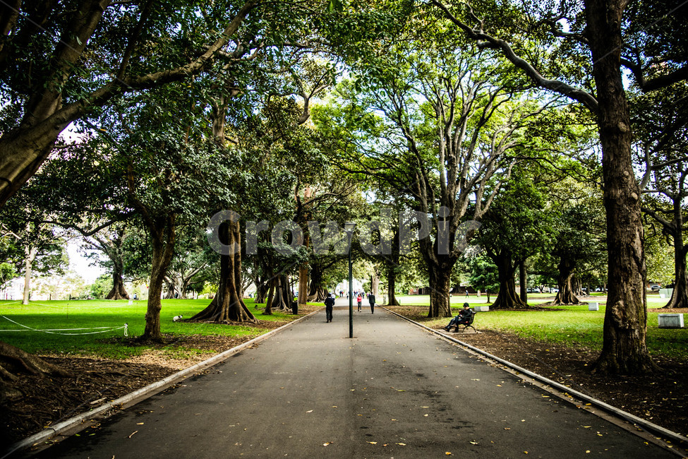 공원,나무,산책,잔디,길,park,tree,green,자연,풍경,nature,landscape,asphalt,아스팔트,tree,plant,식물