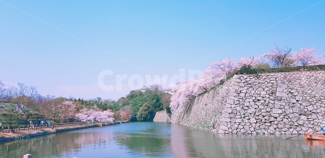 벚꽃,해자,오사카성,osaka,kansai,cherryblossoms,꽃,flower,식물,plant