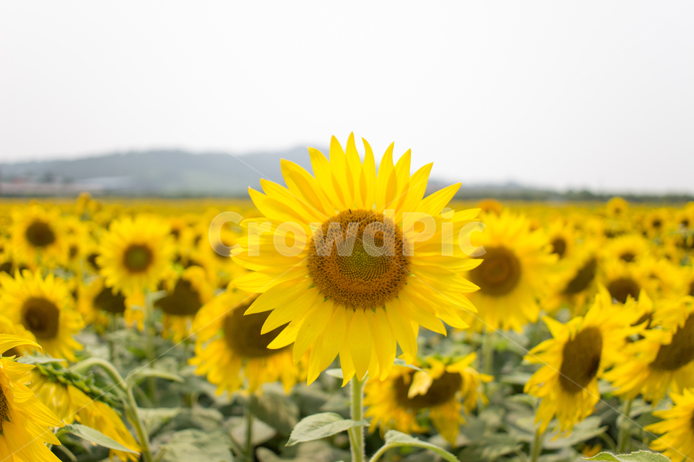 해바라기,해바라기밭,노란꽃,sunflower,자연,풍경,flower,꽃,식물,자연,plants,nature,꽃,flower