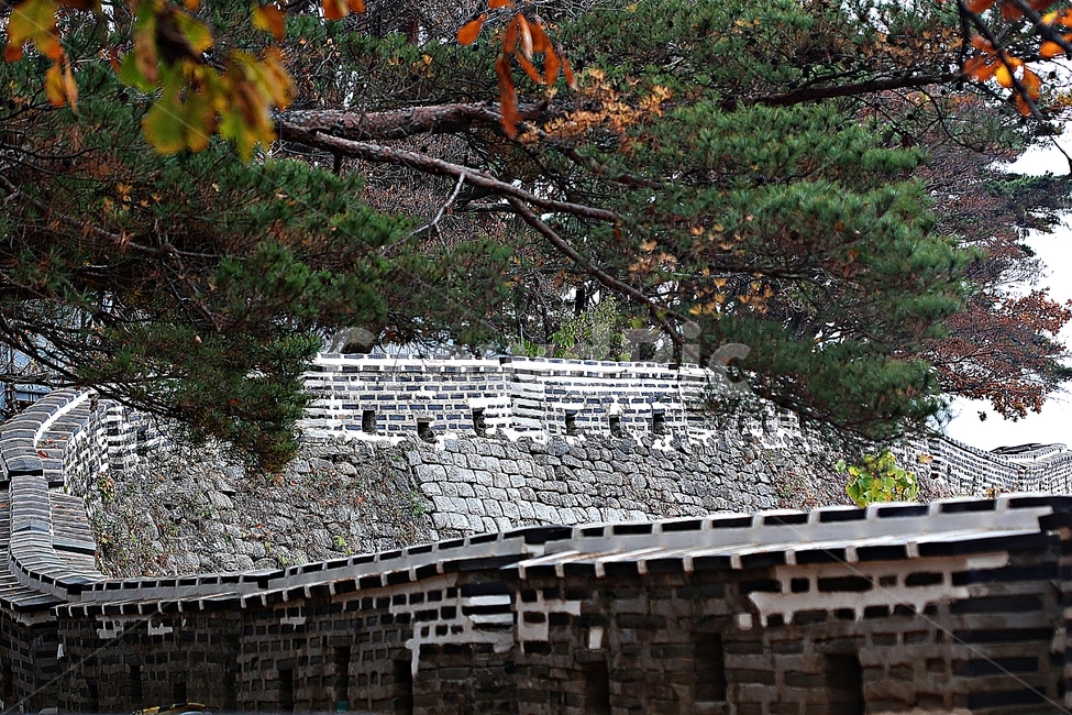 남한산성,성,성곽,단풍,낙엽,길,둘레길,숲,숲길,담,돌담,가을,자연,풍경,벽,울긋불긋,산성,식물,가을,계절,fall,autumn,season