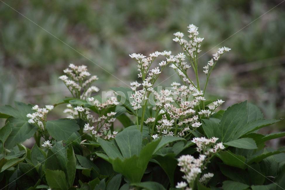돌단풍,꽃,돌단풍꽃,봄,mapleleafmukdenia