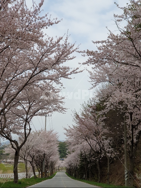 벚꽃,풍경,봄,꽃길,나무,봄,계절,spring,season,자연,풍경,nature,landscape,plant,식물,flower,꽃,cherry blossom,blossom