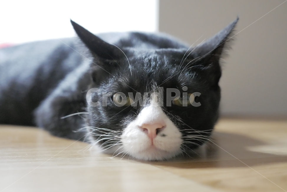 고양이,개냥이,동물,표정,얼굴,귀여운,동물,animal,포유류,mammal,고양이,cat,kitten,kitty
