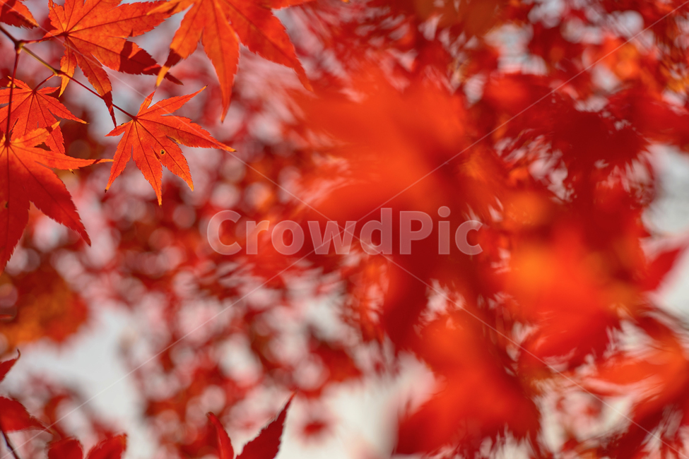 가을,단풍,배경,계절,빨간단풍잎,나무,붉은잎,fall,autumn,season,단풍나무,자연,식물,백그라운드,나뭇가지,레드,붉은,빨간,빨강,울긋불긋,화려한,색감,야외,tree,nature,colorul,가을,계절,fall,autumn,season,leaf,잎,plant,maple